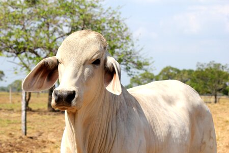 Farm prairie cow