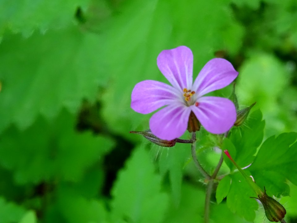 Géranium Herbe à Robert , Géranium robertianum, Géraniacée… 