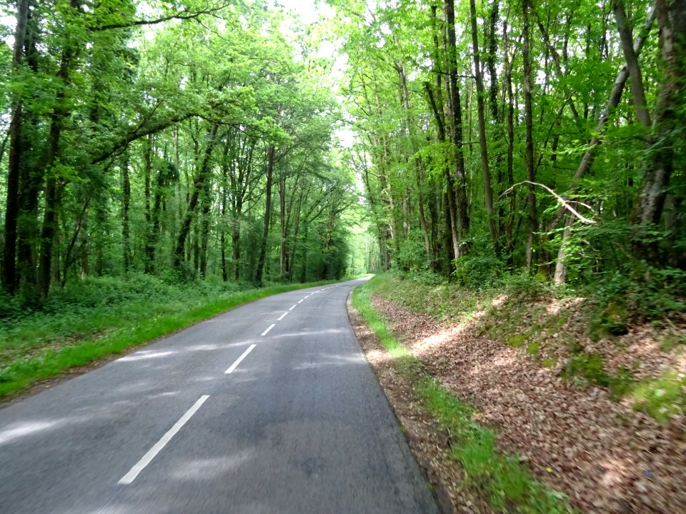 Bois de Boissy-les-Perche, Eure-et-Loir 