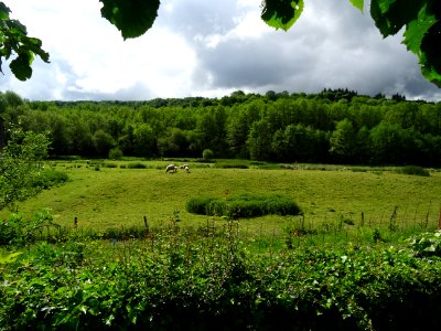 Les mêmes moutons au pré 