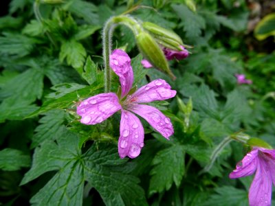 Géranium à grosses racines, Geranium macrorrhizum, Gérania… 