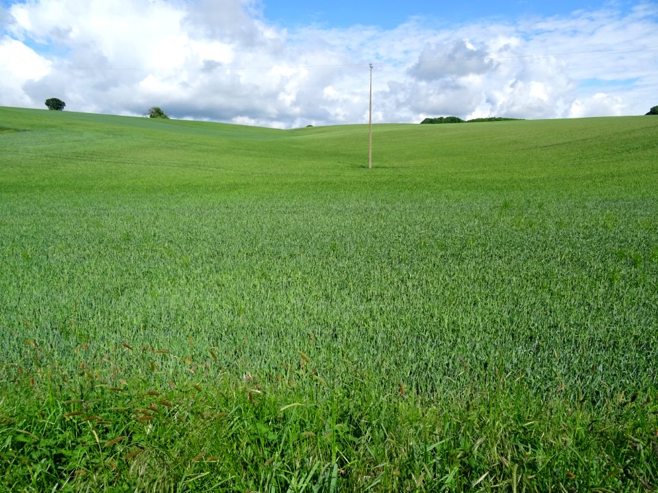 Un océan d'épis de blé encore verts 