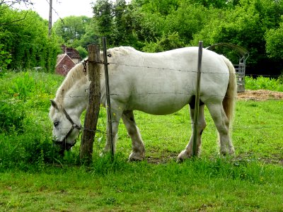 Le même beau cheval gourmand et taquin 
