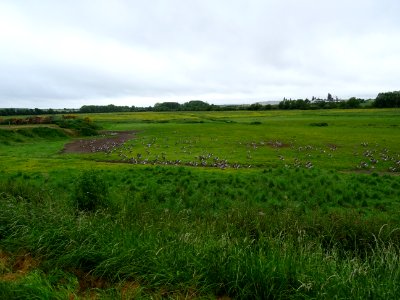 Oies au pré 