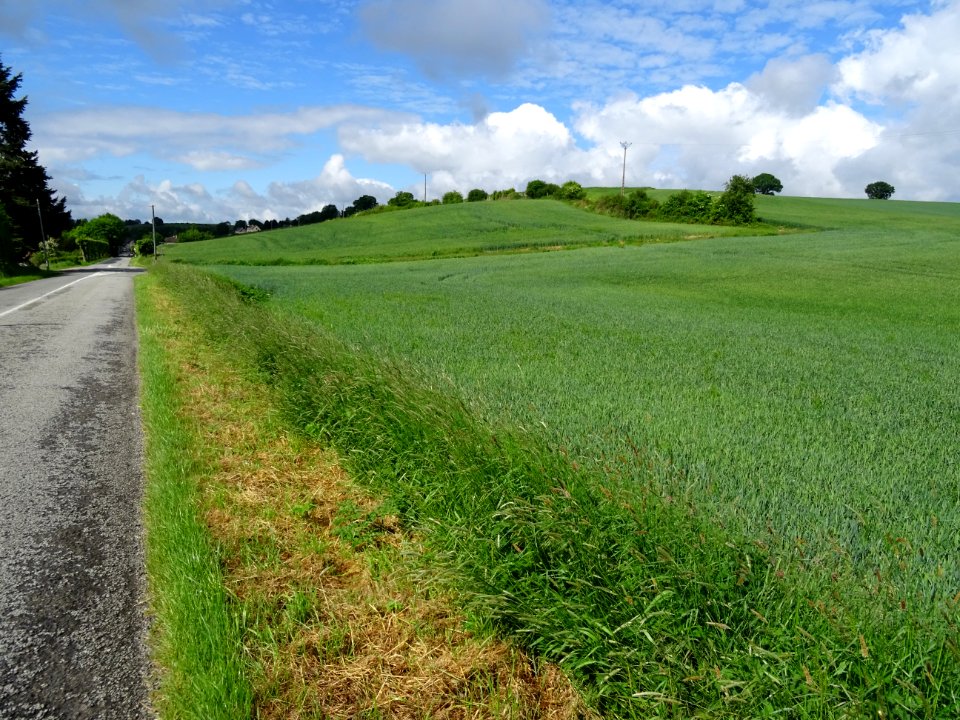Colline couverte d'un beau manteau de blés verts avant d'a… 