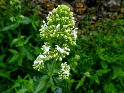 Centranthe rouge ou Lilas d'Espagne variété blanche, Centr… 