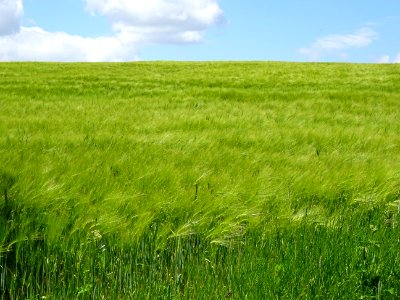 Champ de seigle 