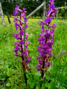 Orchis mâle, Orchis mascula, Orchidacées 