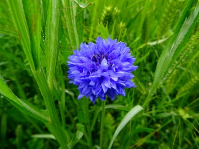 Bleuet dans un champ de blé, Centaurea cyanus, Astéracées 