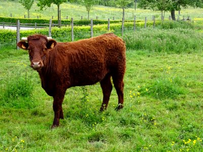 Un taurillon au pelage bien frisé, avant Sainte-Céronne-lè… 