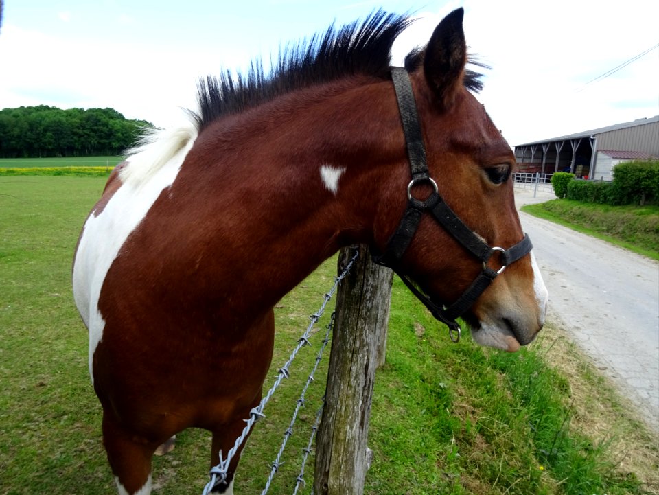 Un cheval joueur qui prend la pose pour la photo ! 