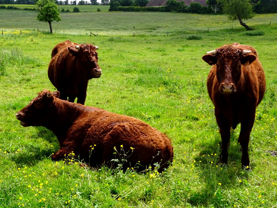 Trois taurillons, avant Sainte-Céronne-lès-Mortagne, Orne 