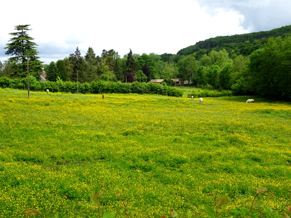 Des chevaux dans une prairie de fleurs jaunes, La Forge, O… 