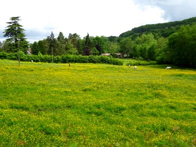 Des chevaux dans une prairie de fleurs jaunes, La Forge, O… 
