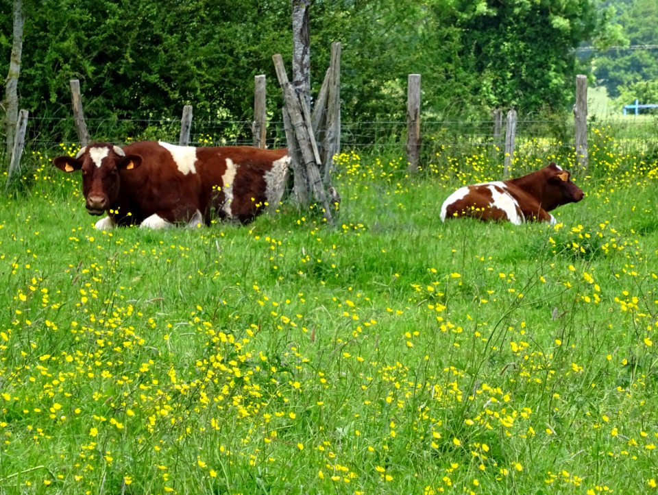 Des vaches de race Rouge des prés, vers Les Maisons Neuves… 