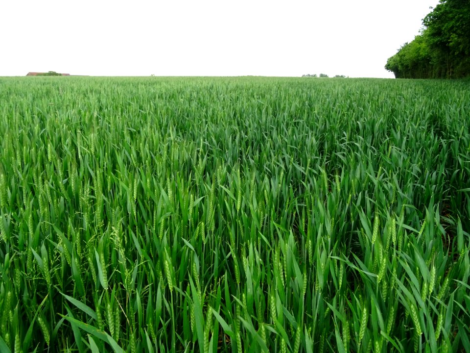 Champ de blé, on en mangerait de ces beaux épis verts 