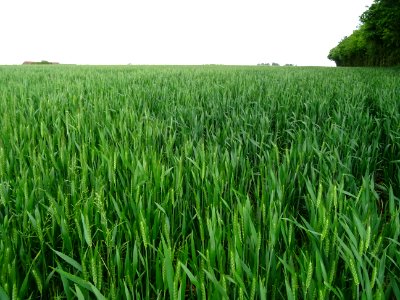 Champ de blé, on en mangerait de ces beaux épis verts 