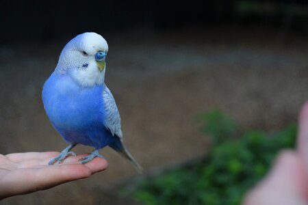 Cute bird blue photo