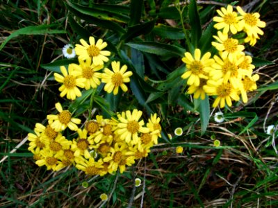 Chasse vieillesse, Faujasia salicifolia, Astéracées 
