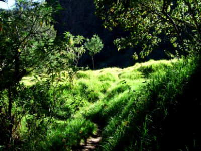 Le sentier serpente dans les herbes et la lumière matinale… 