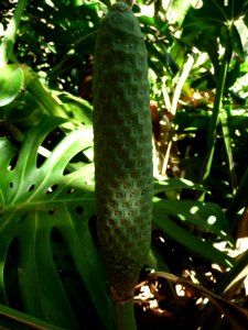 Fruit immature, Faux philodendron, Monstera deliciosa, Ara… 