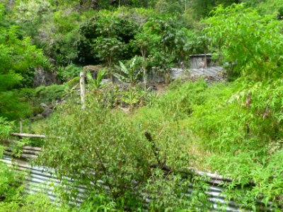 Case isolée et cultures avant d'atteindre la bifurcation d… 