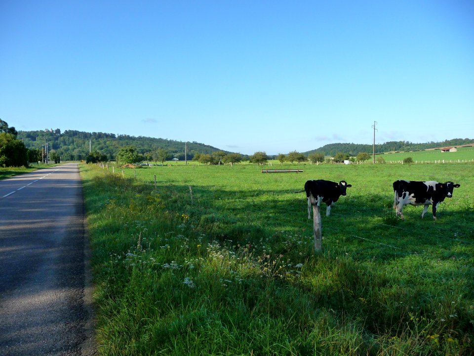 Deux vaches au pré, vers Domremy, entre Meuse et Vosges 