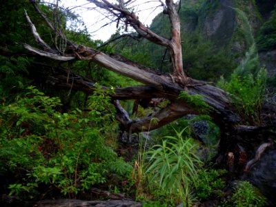 Un arbre couché barre le sentier 
