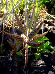 Kalanchoé de Daigremont, Bryophyllum daigremontianum, Cras… 