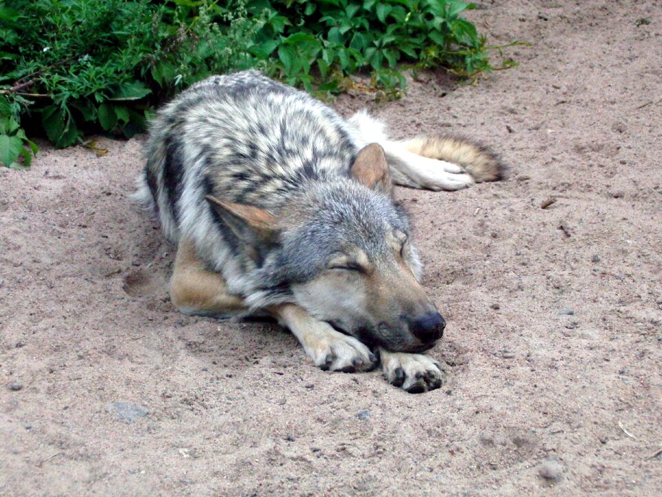 Predator sleeps lies