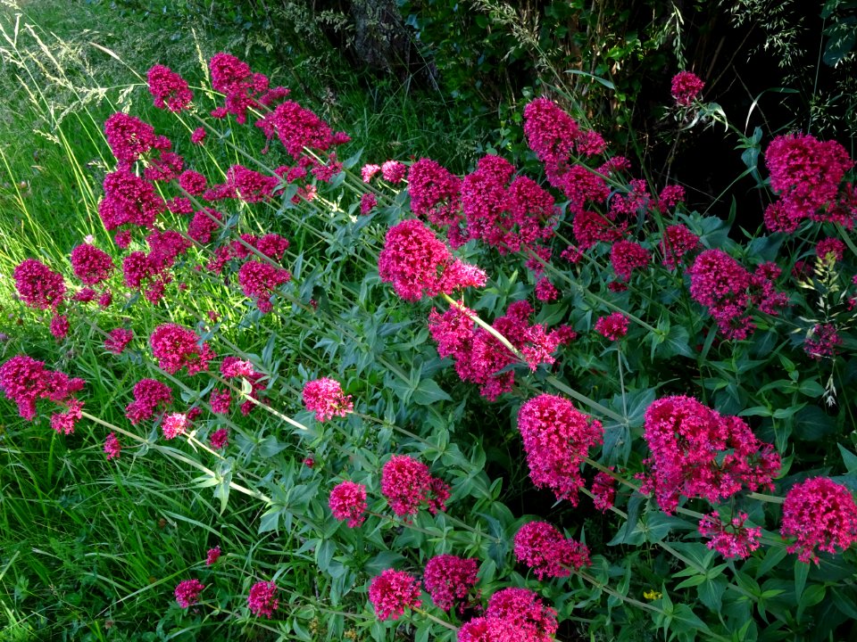 Centranthe rouge, Centranthus ruber, Caprifoliacées 