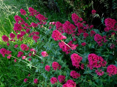 Centranthe rouge, Centranthus ruber, Caprifoliacées 