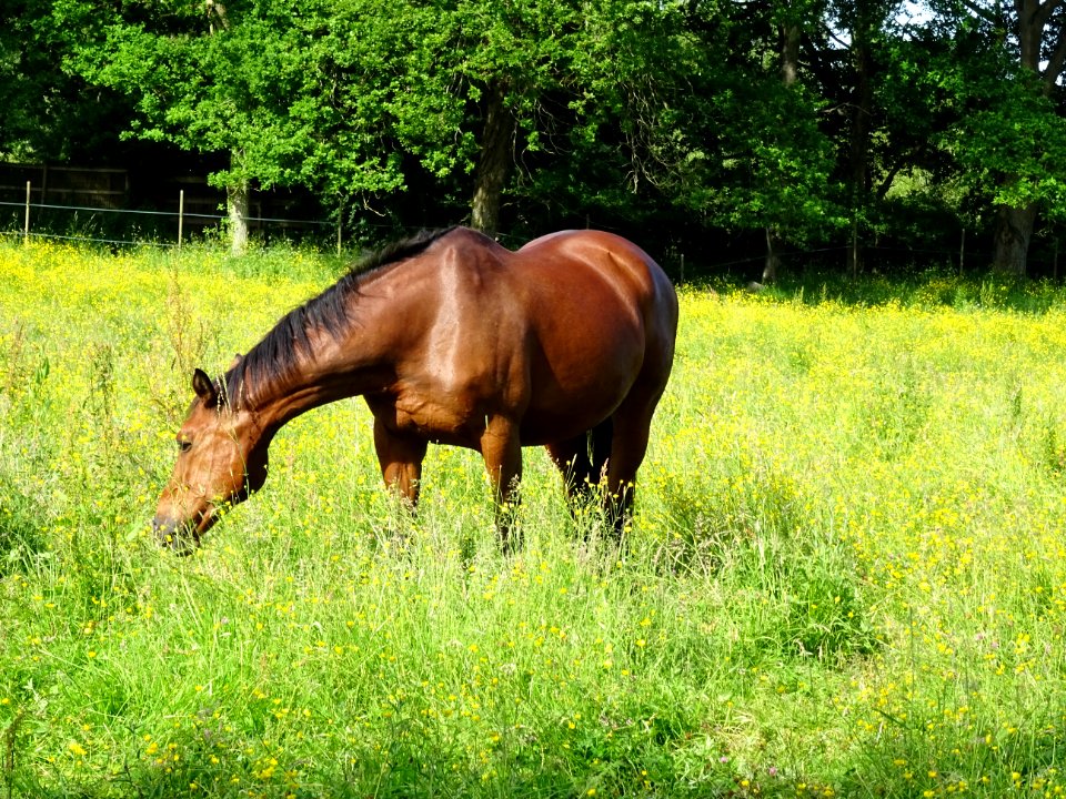 Un beau cheval au pré, Les Bréviaires, Yvelines 