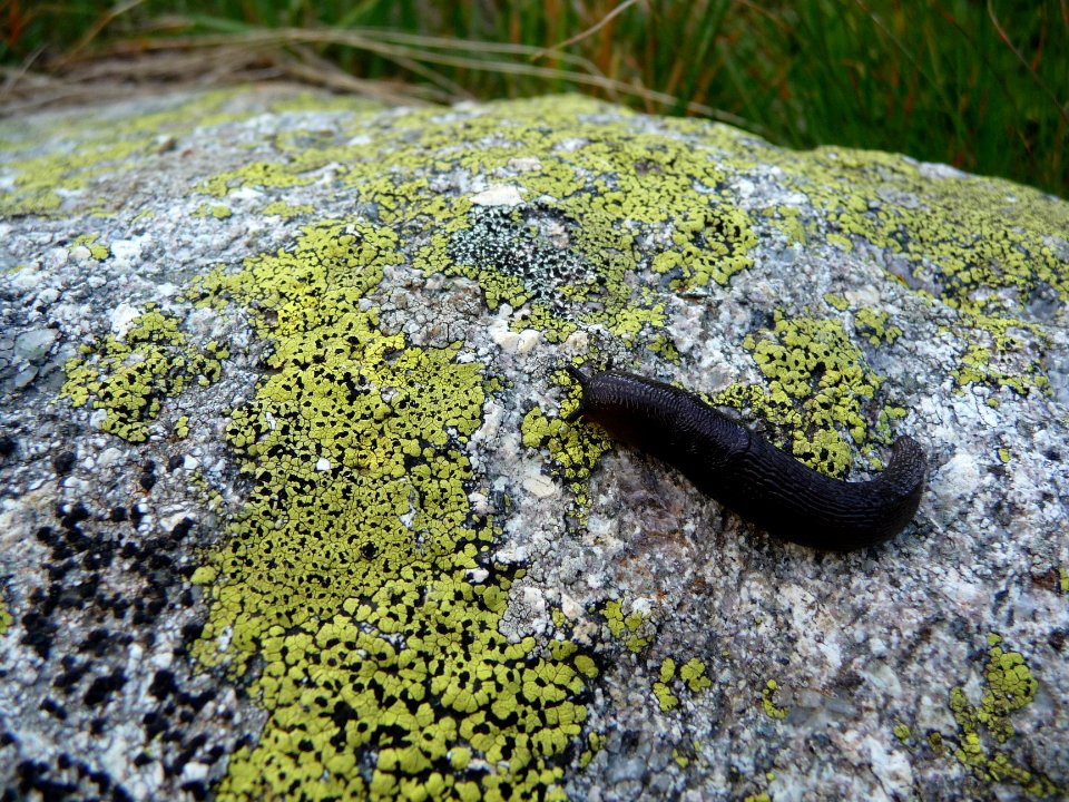 Une limace sur le granit 