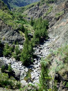 Rivière des Galets et filaos 