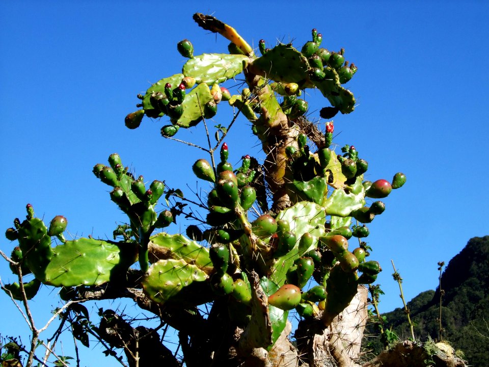 Figuier de Barbarie, Opuntia ficus-indica, Cactacées 