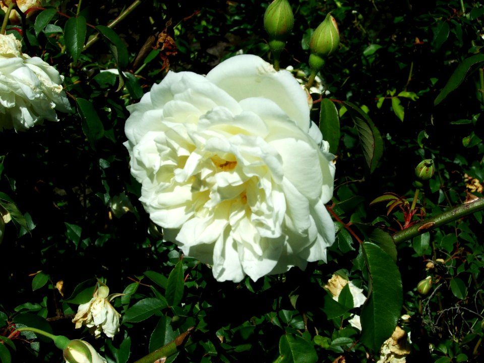 Rosier sauvage jaune pâle 