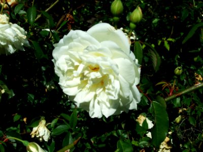 Rosier sauvage jaune pâle 