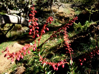Petit bois de rempart, Agauria buxifolia, Ericacées 