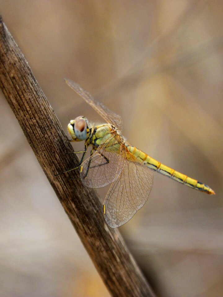 Libellulidae libelulido odonata photo