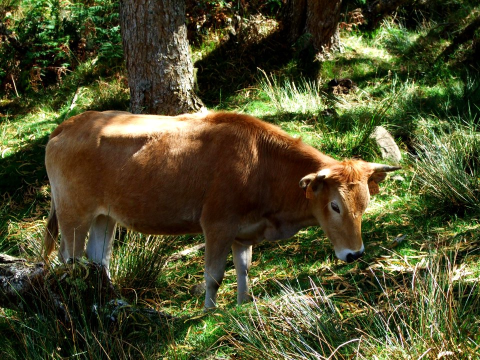 Une belle vache à la robe couleur caramel blond, Plaine de… 
