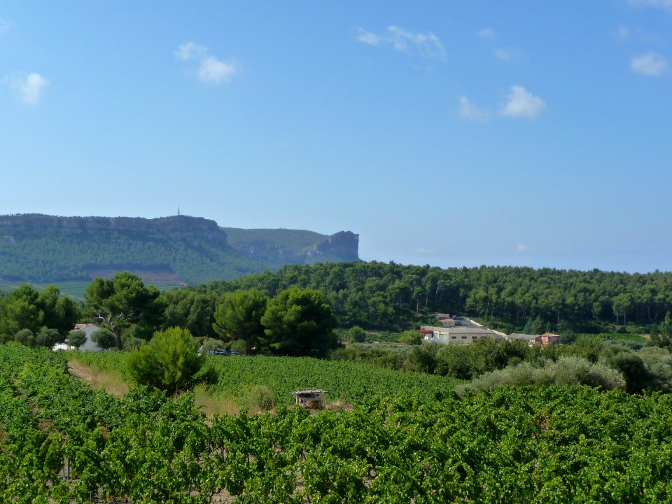 Les vignes et la falaise au dessus de Cassis 