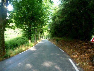 La petite route à l'ombre, D202 entre Méounes-les-Montrieu… 