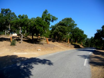 Col du Gambet (192m) et chênes-lièges, Var 
