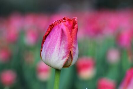 Tulips spring pink