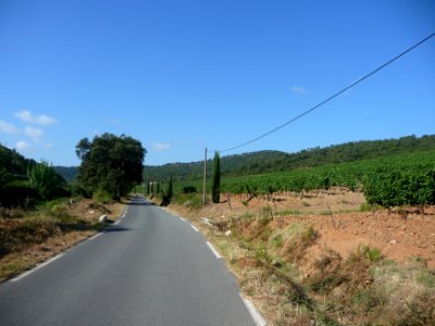 Vignes et route de la Londe-les-Maures, Var 