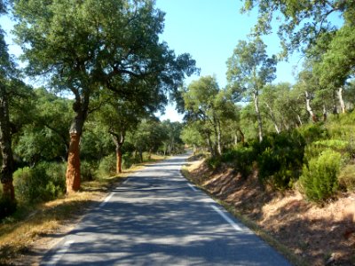 Petite route D88 à travers les chênes-lièges, entre Pierre… photo