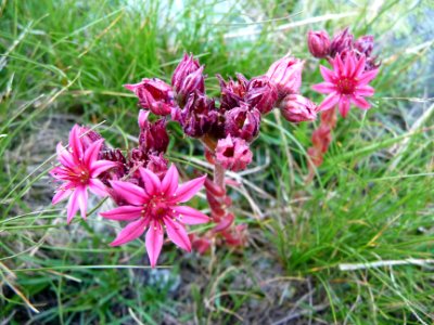 Joubarbe des toits, Sempervivum tectorum subsp. tectorum, … 