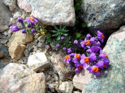 Linaire des Alpes, Linaria alpina, Plantaginacées 