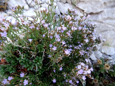 Limonium à feuilles obtuses, Limonium obtusifolium, Plumba… 